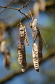 Robinia pseudoacacia